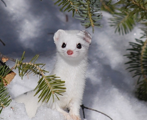 Weasel