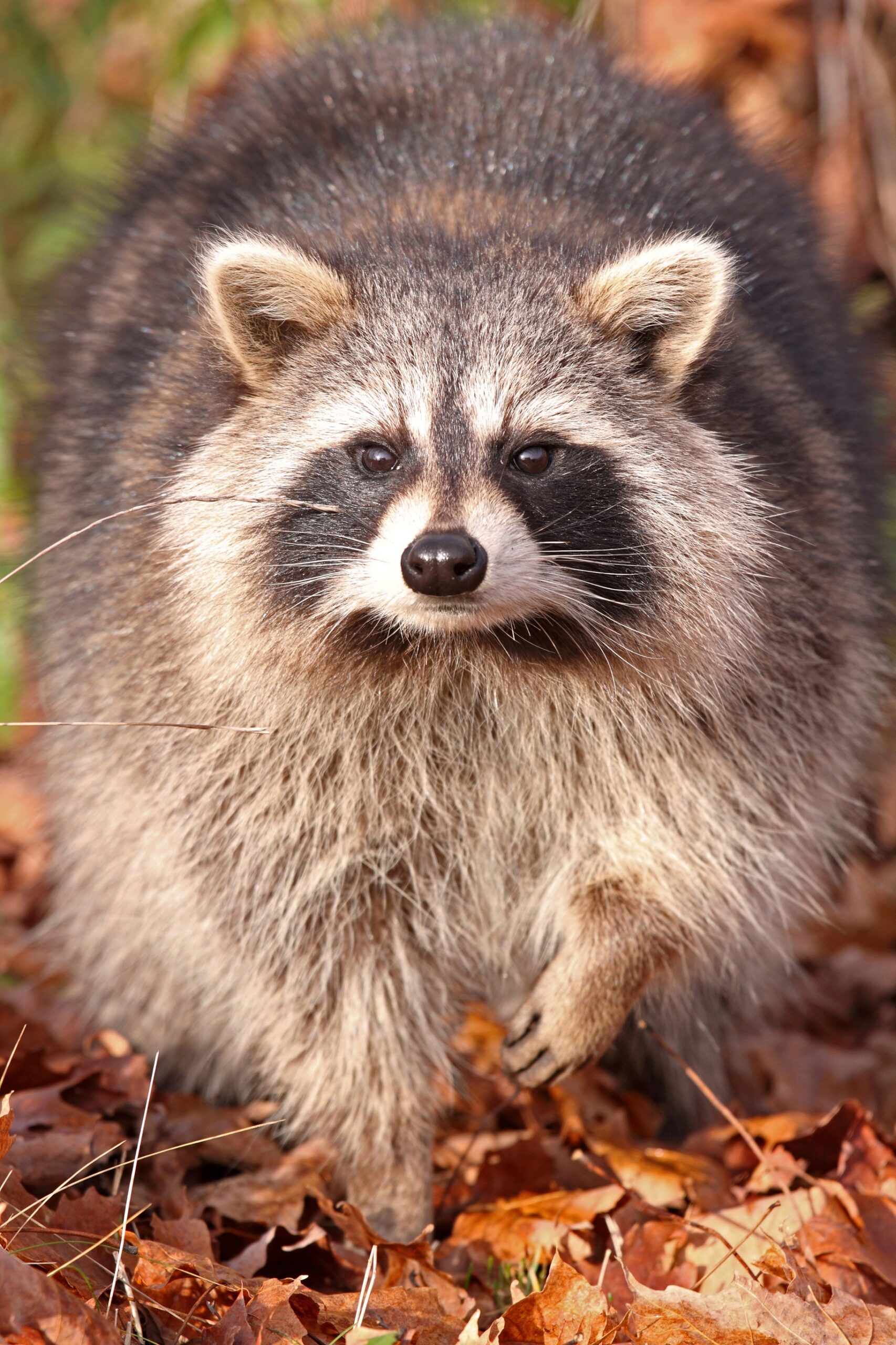 Raccoon
