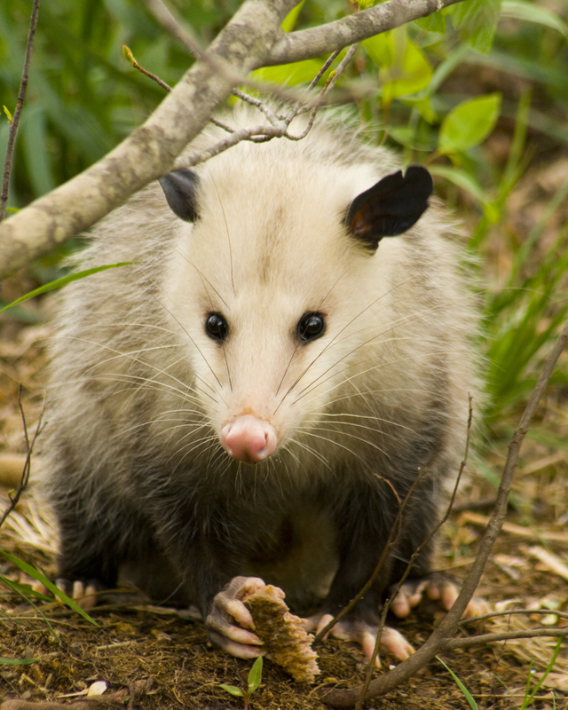 Opossum