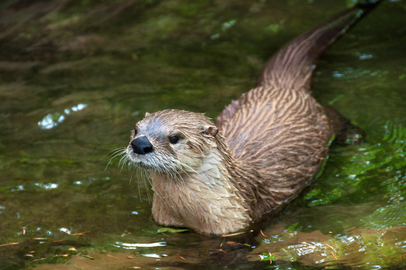 Otter