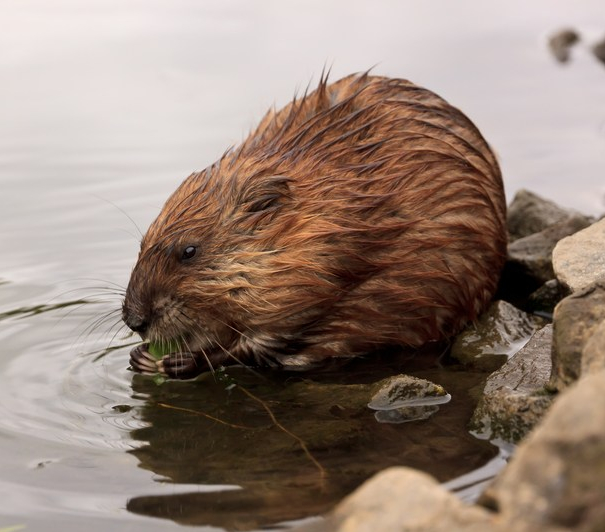 Muskrat