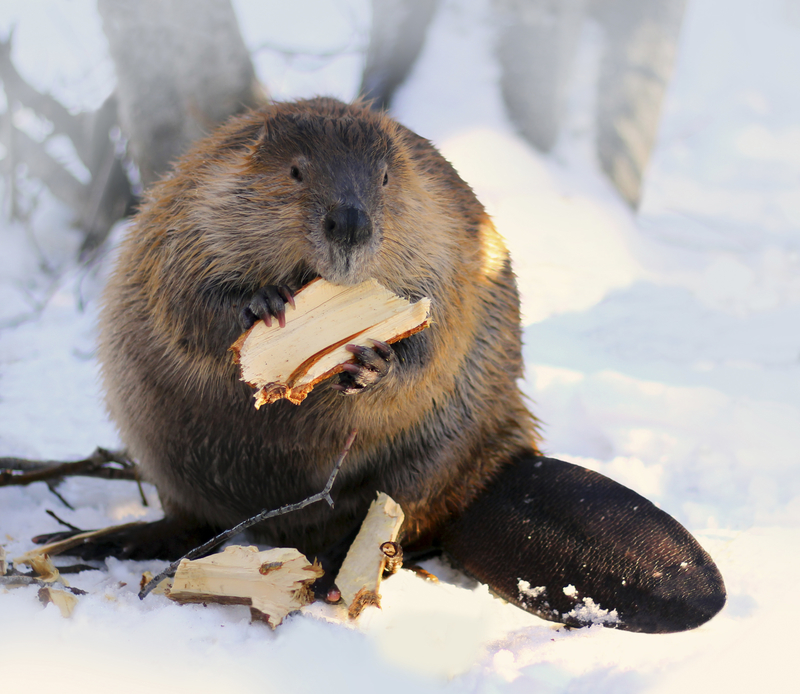 Beaver