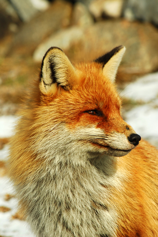 Red Fox