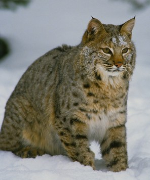 Bobcat