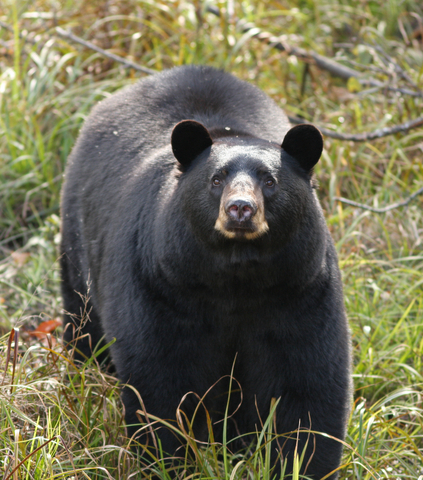 Black Bear