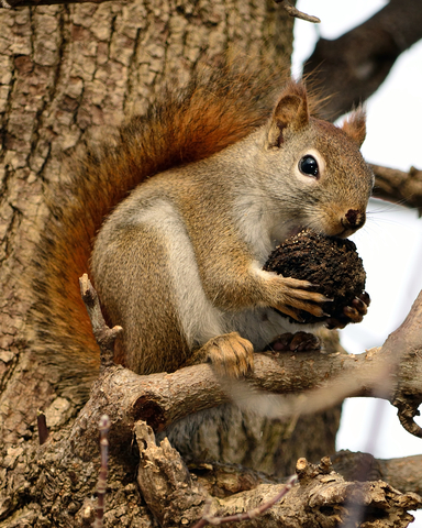 Red Squirrel